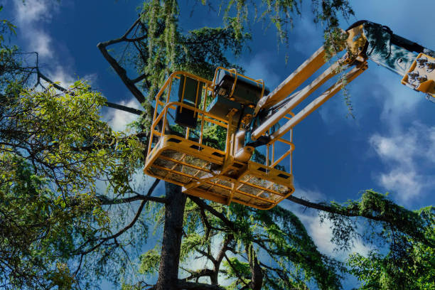 Best Tree Maintenance Programs  in Winchester, VA