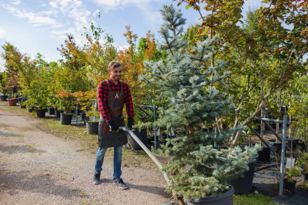 How Our Tree Care Process Works  in  Winchester, VA