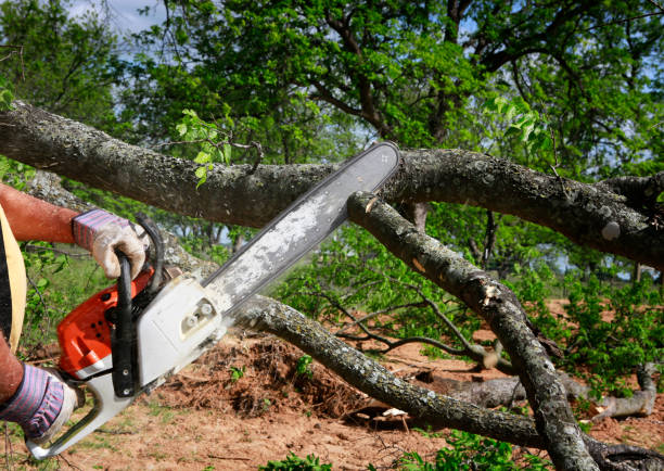 Trusted Winchester, VA Tree Care Services Experts